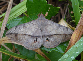 Velvetbean Moth